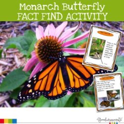 Monarch Butterfly Fact Find
