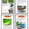 Monarch Butterfly Fact Find - Image 2
