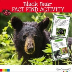 Black Bear Fact Find