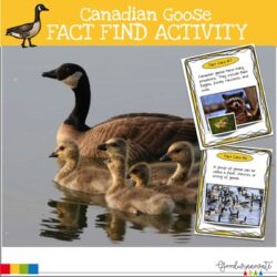 Canadian Goose Fact Find