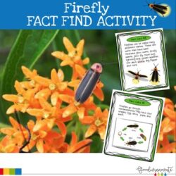 Firefly Fact Find